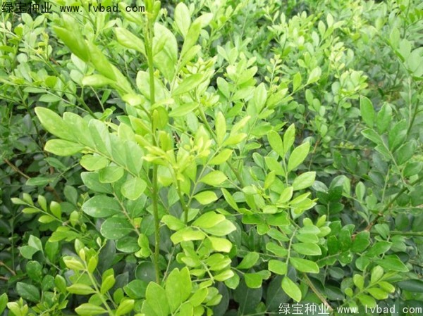 <a href='http://njszjj.com/linmuzhongzi/2216.html' target='_blank'>千里香</a><a href='http://njszjj.com/' target='_blank'>種子</a>