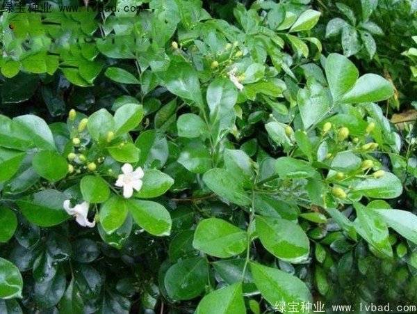 <a href='http://njszjj.com/linmuzhongzi/2216.html' target='_blank'>千里香種子</a>