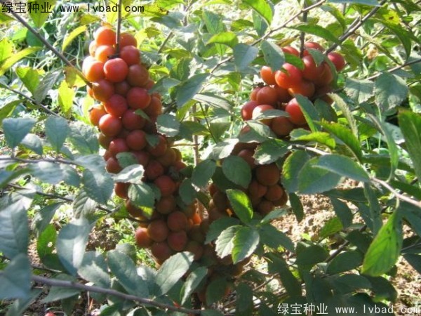 鈣果<a href='http://njszjj.com/' target='_blank'>種子</a>