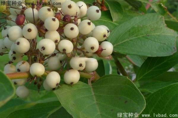 <a href='http://njszjj.com/linmuzhongzi/2219.html' target='_blank'>涼子木種子</a>