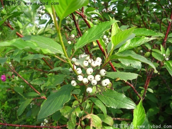<a href='http://njszjj.com/linmuzhongzi/2219.html' target='_blank'>涼子木種子</a>