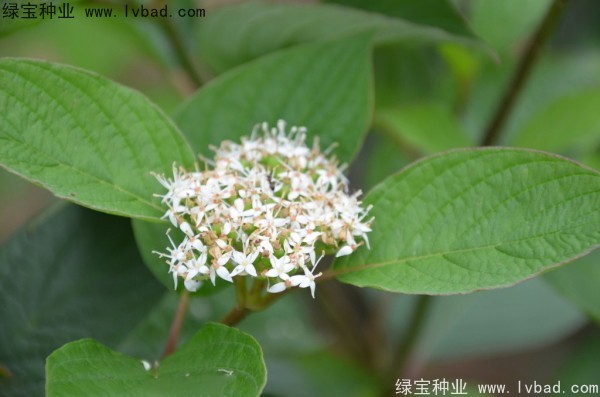 <a href='http://njszjj.com/linmuzhongzi/2219.html' target='_blank'>涼子木</a><a href='http://njszjj.com/' target='_blank'>種子</a>