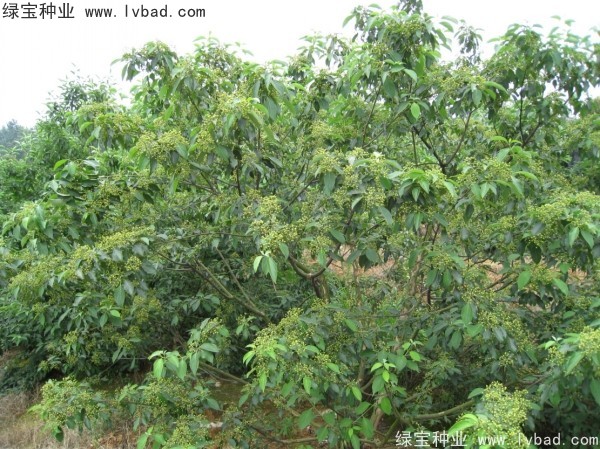 <a href='http://njszjj.com/linmuzhongzi/2220.html' target='_blank'>光皮樹種子</a>