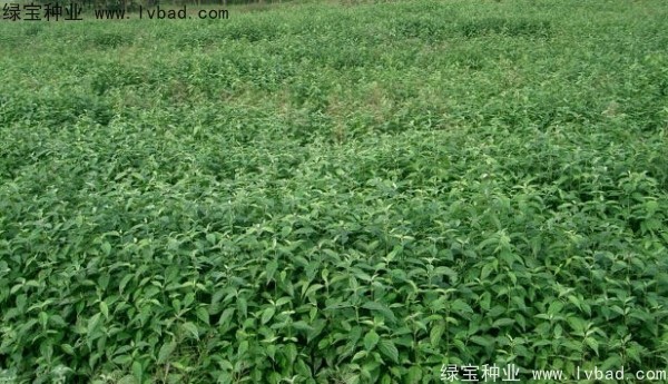 <a href='http://njszjj.com/linmuzhongzi/2220.html' target='_blank'>光皮樹種子</a>