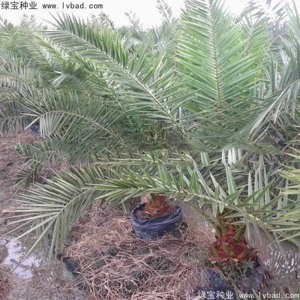 <a href='http://njszjj.com/linmuzhongzi/2221.html' target='_blank'>加拿利海棗種子</a>