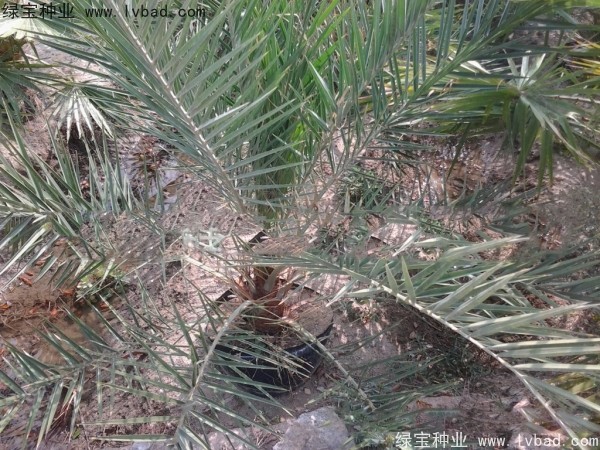 <a href='http://njszjj.com/linmuzhongzi/2221.html' target='_blank'>加拿利海棗種子</a>
