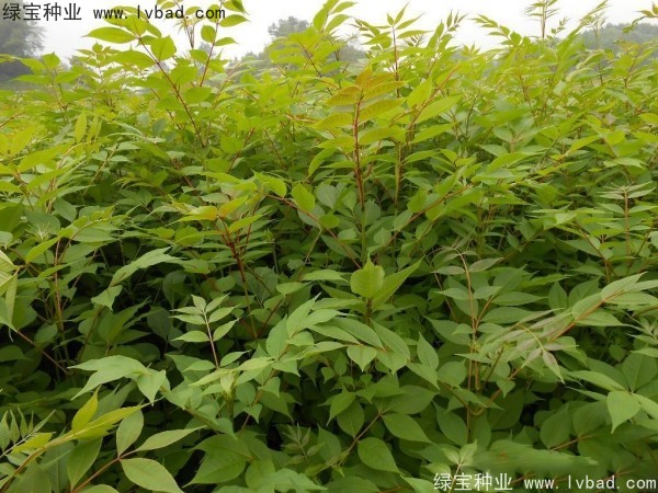 <a href='http://njszjj.com/linmuzhongzi/2222.html' target='_blank'>黃菠蘿種子</a>