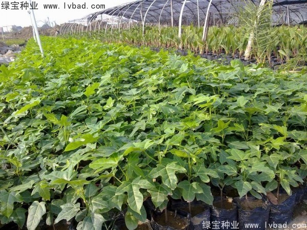 <a href='http://njszjj.com/linmuzhongzi/2223.html' target='_blank'>火焰木種子</a>