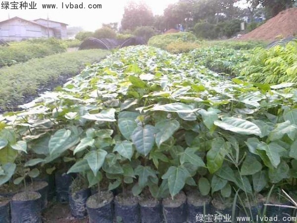 <a href='http://njszjj.com/linmuzhongzi/2223.html' target='_blank'>火焰木</a><a href='http://njszjj.com/' target='_blank'>種子</a>