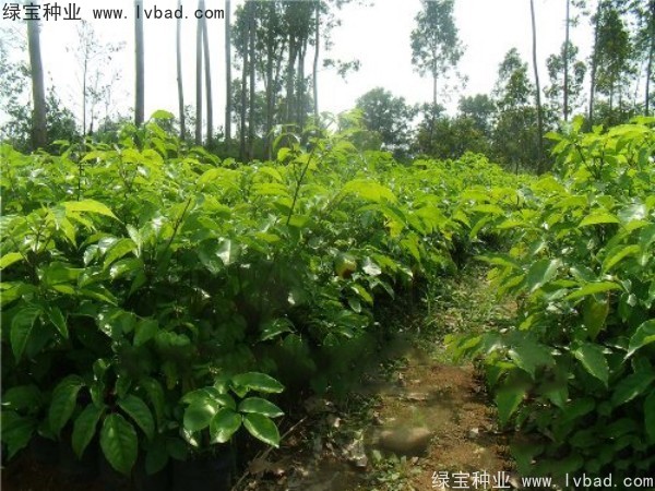 <a href='http://njszjj.com/linmuzhongzi/2224.html' target='_blank'>幌傘楓種子</a>