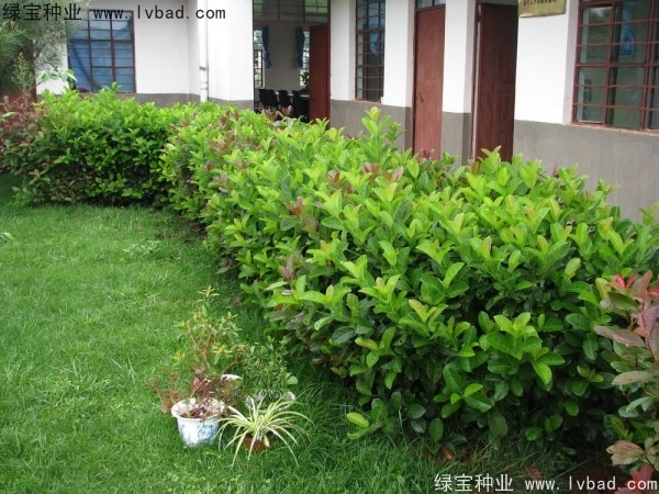 <a href='http://njszjj.com/linmuzhongzi/2225.html' target='_blank'>莢蒾種子</a>