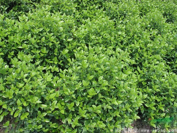 <a href='http://njszjj.com/linmuzhongzi/2225.html' target='_blank'>莢蒾種子</a>