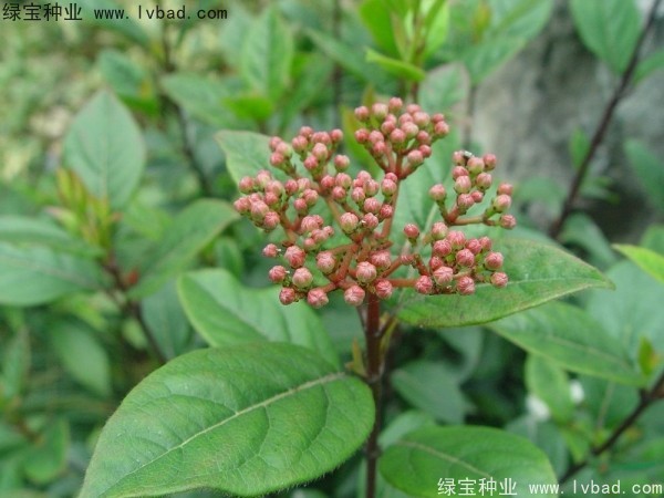 <a href='http://njszjj.com/linmuzhongzi/2225.html' target='_blank'>莢蒾種子</a>
