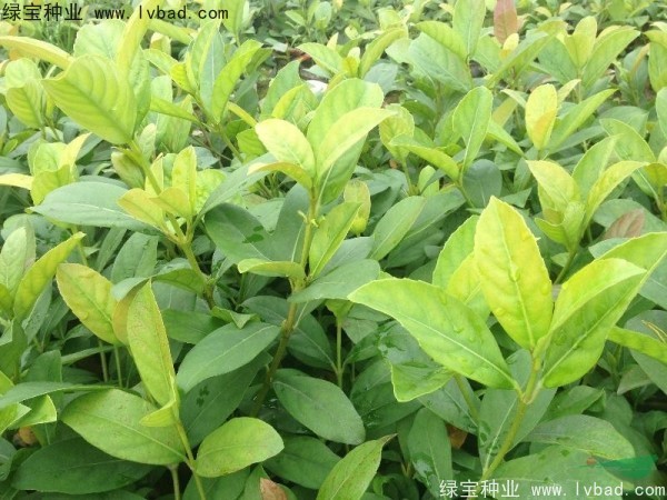 莢蒾<a href='http://njszjj.com/' target='_blank'>種子</a>