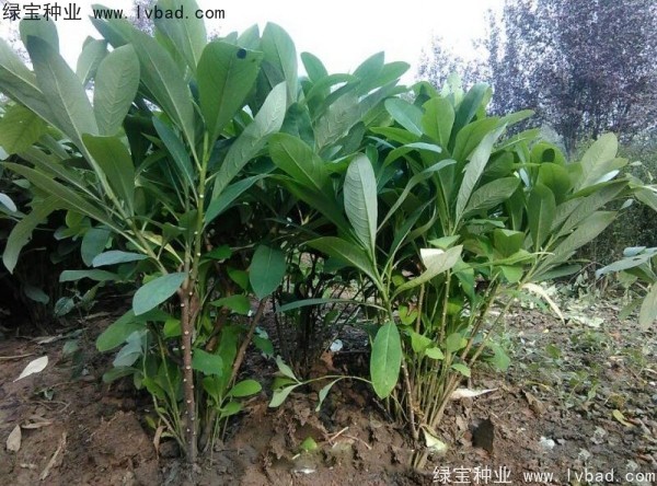 <a href='http://njszjj.com/linmuzhongzi/2226.html' target='_blank'>結(jié)香種子</a>