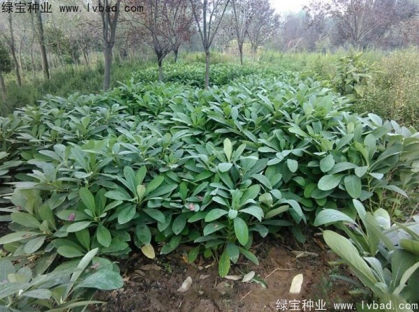 <a href='http://njszjj.com/linmuzhongzi/2226.html' target='_blank'>結(jié)香</a><a href='http://njszjj.com/' target='_blank'>種子</a>