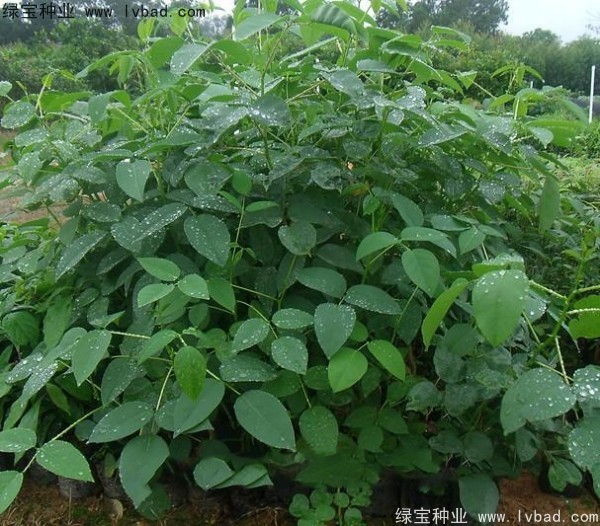 <a href='http://njszjj.com/linmuzhongzi/2227.html' target='_blank'>刺桐</a><a href='http://njszjj.com/' target='_blank'>種子</a>