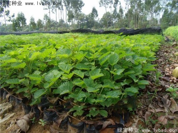 <a href='http://njszjj.com/linmuzhongzi/2227.html' target='_blank'>刺桐種子</a>