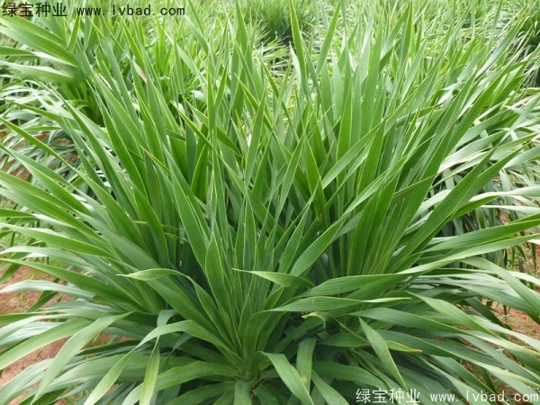 <a href='http://njszjj.com/linmuzhongzi/2230.html' target='_blank'>龍血樹(shù)</a><a href='http://njszjj.com/' target='_blank'>種子</a>