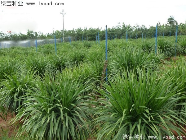 <a href='http://njszjj.com/linmuzhongzi/2230.html' target='_blank'>龍血樹(shù)種子</a>