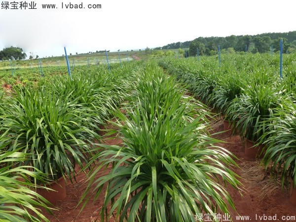 龍血樹(shù)<a href='http://njszjj.com/' target='_blank'>種子</a>