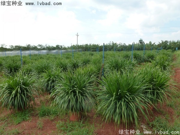 龍血樹(shù)<a href='http://njszjj.com/' target='_blank'>種子</a>