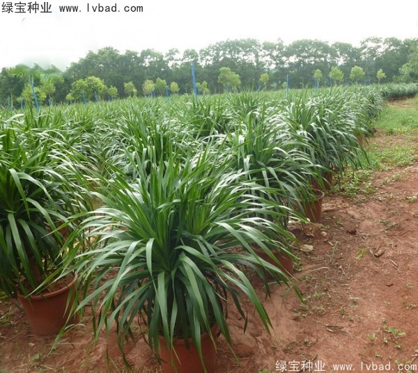 <a href='http://njszjj.com/linmuzhongzi/2230.html' target='_blank'>龍血樹(shù)種子</a>