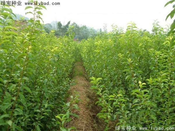 李子<a href='http://njszjj.com/' target='_blank'>種子</a>