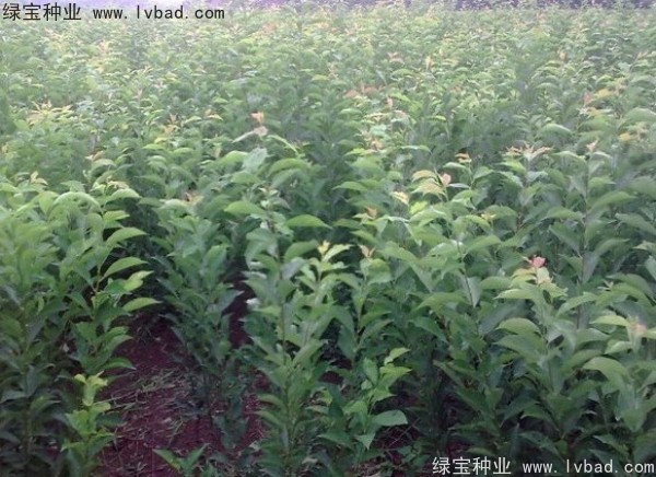 李子<a href='http://njszjj.com/' target='_blank'>種子</a>