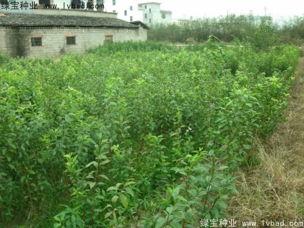 李子<a href='http://njszjj.com/' target='_blank'>種子</a>