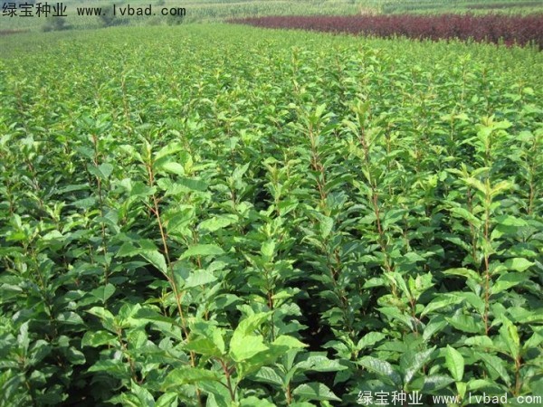 <a href='http://njszjj.com/linmuzhongzi/2231.html' target='_blank'>李子種子</a>