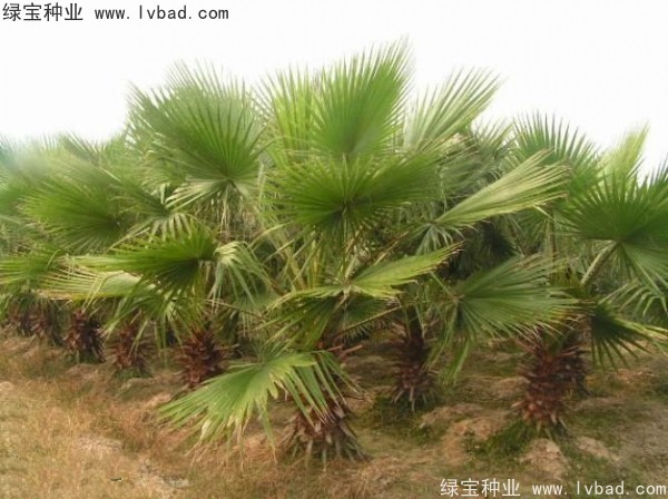 <a href='http://njszjj.com/linmuzhongzi/2232.html' target='_blank'>老人葵</a><a href='http://njszjj.com/' target='_blank'>種子</a>