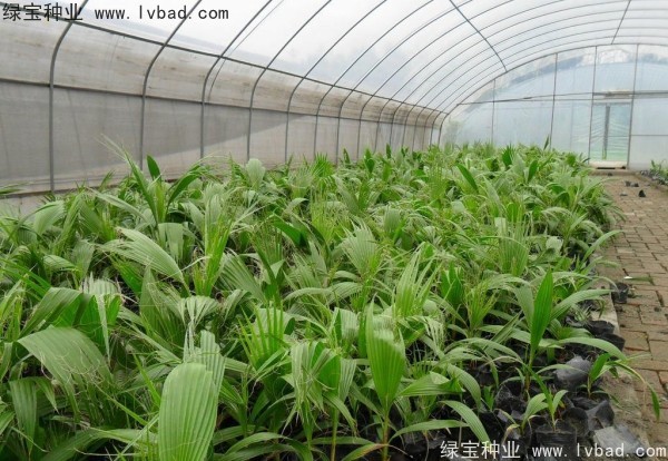 <a href='http://njszjj.com/linmuzhongzi/2232.html' target='_blank'>老人葵種子</a>