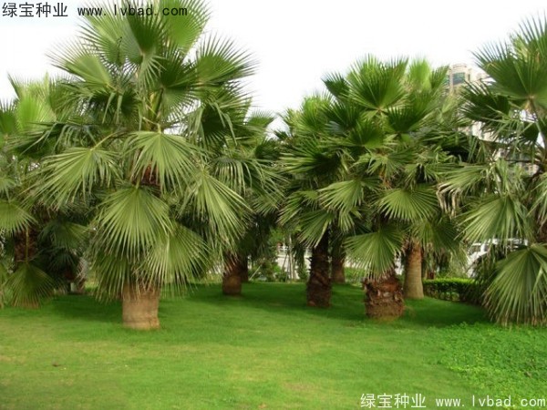 <a href='http://njszjj.com/linmuzhongzi/2232.html' target='_blank'>老人葵種子</a>