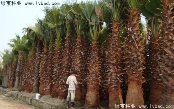 <a href='http://njszjj.com/linmuzhongzi/2232.html' target='_blank'>老人葵</a><a href='http://njszjj.com/' target='_blank'>種子</a>