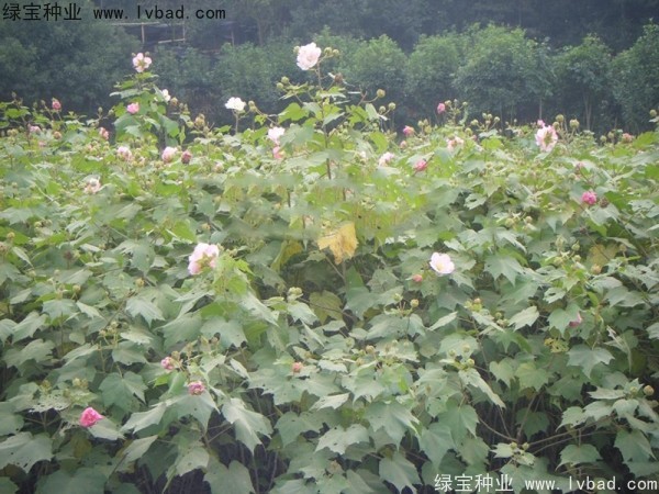 木芙蓉<a href='http://njszjj.com/' target='_blank'>種子</a>