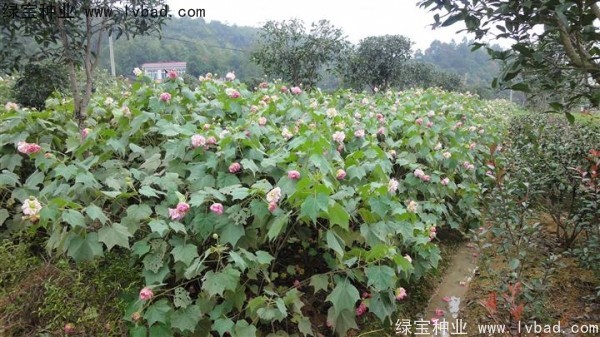 <a href='http://njszjj.com/linmuzhongzi/2233.html' target='_blank'>木芙蓉</a><a href='http://njszjj.com/' target='_blank'>種子</a>