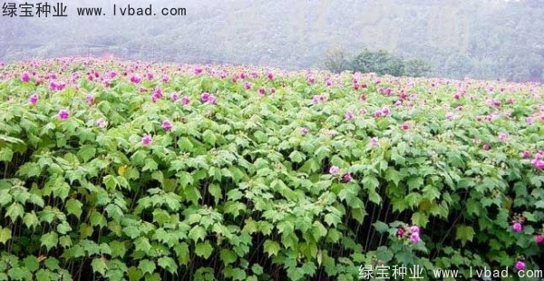 <a href='http://njszjj.com/linmuzhongzi/2233.html' target='_blank'>木芙蓉</a><a href='http://njszjj.com/' target='_blank'>種子</a>