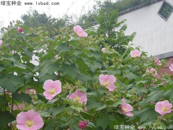 <a href='http://njszjj.com/linmuzhongzi/2233.html' target='_blank'>木芙蓉種子</a>
