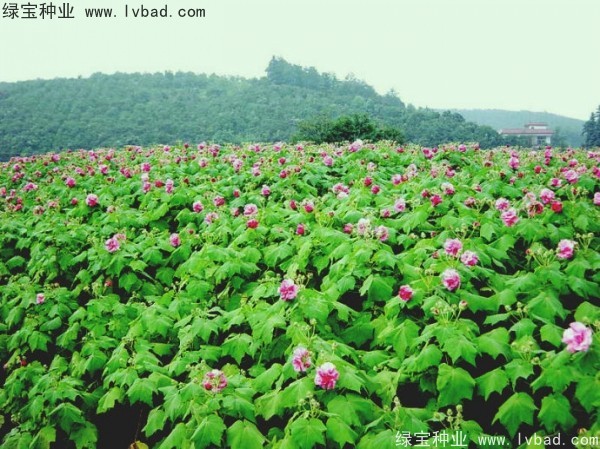 <a href='http://njszjj.com/linmuzhongzi/2233.html' target='_blank'>木芙蓉種子</a>