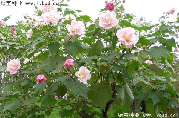 <a href='http://njszjj.com/linmuzhongzi/2233.html' target='_blank'>木芙蓉種子</a>