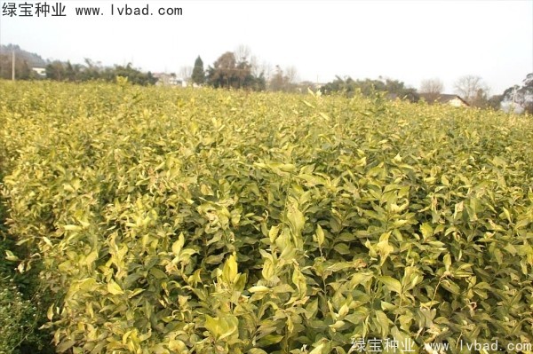 <a href='http://njszjj.com/linmuzhongzi/2234.html' target='_blank'>檸檬種子</a>