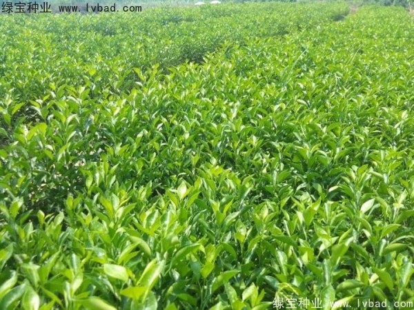 <a href='http://njszjj.com/linmuzhongzi/2234.html' target='_blank'>檸檬</a><a href='http://njszjj.com/' target='_blank'>種子</a>