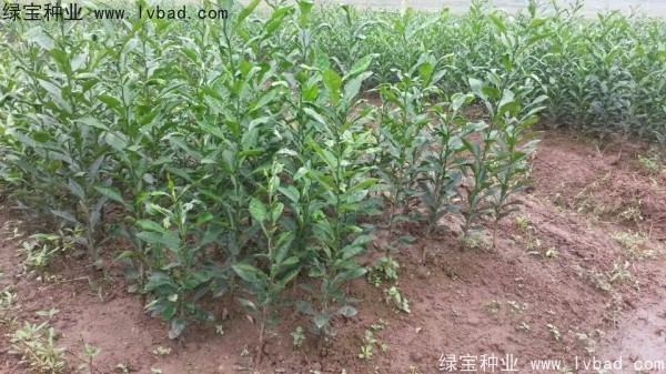 <a href='http://njszjj.com/linmuzhongzi/2234.html' target='_blank'>檸檬</a><a href='http://njszjj.com/' target='_blank'>種子</a>