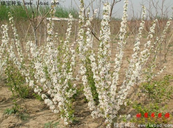 <a href='http://njszjj.com/linmuzhongzi/2235.html' target='_blank'>歐李種子</a>