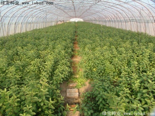 <a href='http://njszjj.com/linmuzhongzi/2235.html' target='_blank'>歐李</a><a href='http://njszjj.com/' target='_blank'>種子</a>