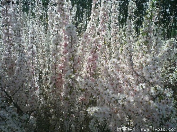 歐李<a href='http://njszjj.com/' target='_blank'>種子</a>