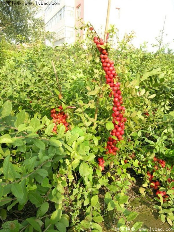 歐李<a href='http://njszjj.com/' target='_blank'>種子</a>