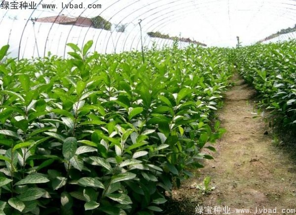 <a href='http://njszjj.com/linmuzhongzi/2235.html' target='_blank'>歐李種子</a>