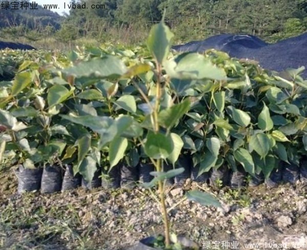 <a href='http://njszjj.com/linmuzhongzi/2237.html' target='_blank'>菩提子</a><a href='http://njszjj.com/' target='_blank'>種子</a>